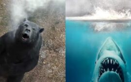 Создательница «Кокаинового медведя» готова снять аналогичный фильм про акулу