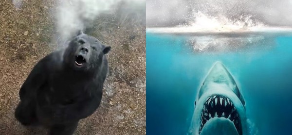 Создательница «Кокаинового медведя» готова снять аналогичный фильм про акулу